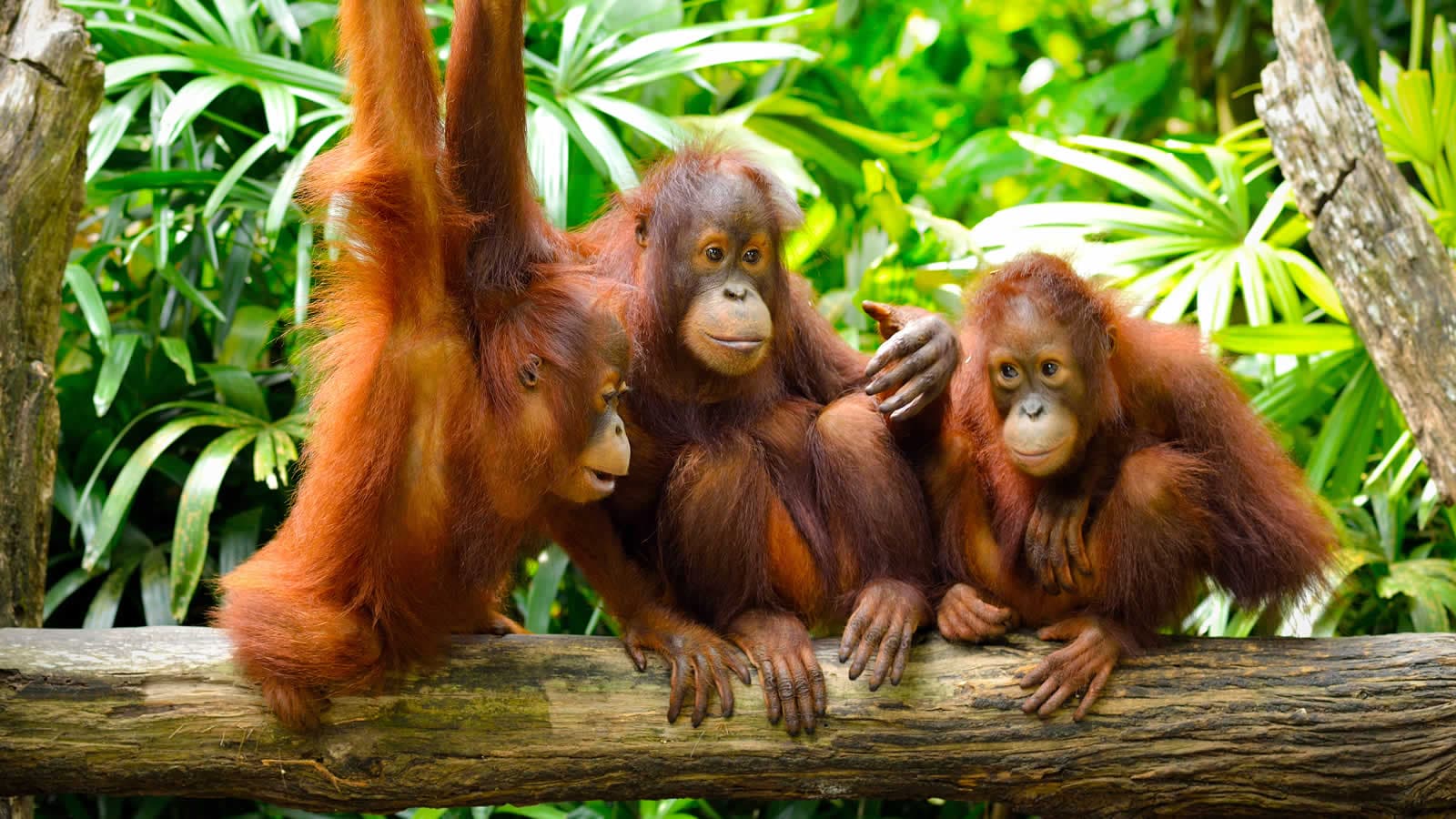 Orangutans in Borneo rainforest