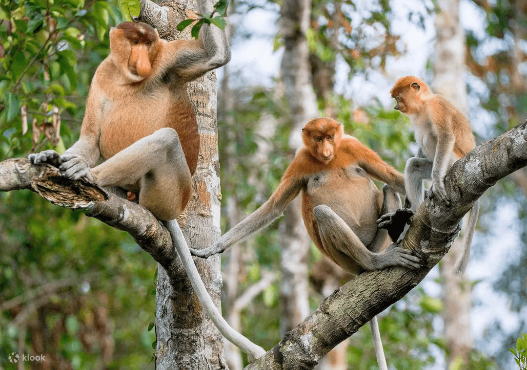 Klias River Cruise (Proboscis Monkey)